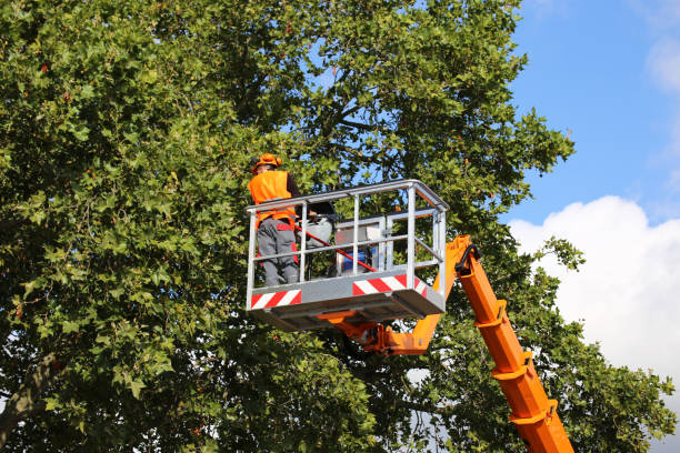 Best Tree Trimming and Pruning  in Keuka Park, NY